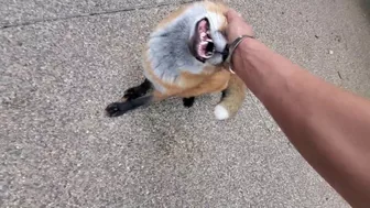 Finnegan Fox throws a temper tantrum