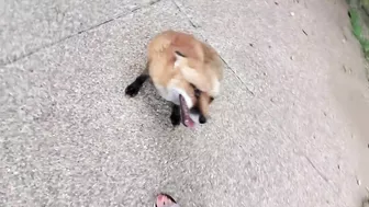 Finnegan Fox throws a temper tantrum