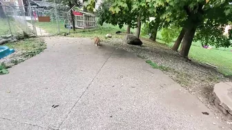 Finnegan Fox throws a temper tantrum