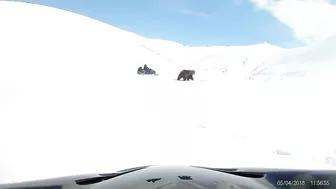 Snowmobilers Encounter a Bear || ViralHog