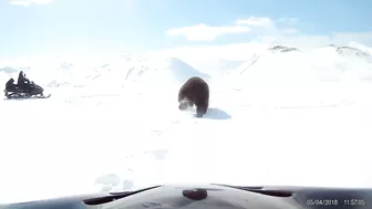 Snowmobilers Encounter a Bear || ViralHog