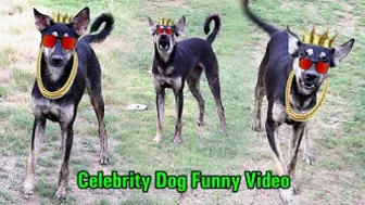 Dog Saying Don't Make my video I am a Celebrity Stupid