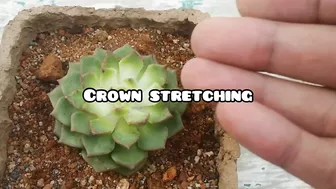 || HOW TO FIX CROWN STRETCHING ||