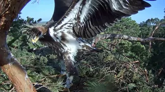 Kaljukotkas~What a big Girl! Wing flapping, jumps & stretching by Margit ~