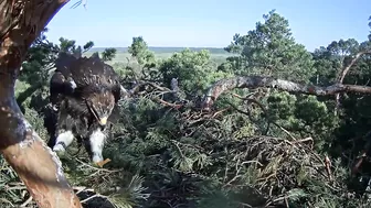 Kaljukotkas~What a big Girl! Wing flapping, jumps & stretching by Margit ~