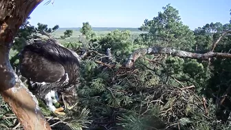 Kaljukotkas~What a big Girl! Wing flapping, jumps & stretching by Margit ~