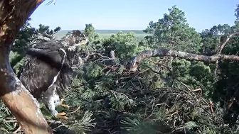 Kaljukotkas~What a big Girl! Wing flapping, jumps & stretching by Margit ~