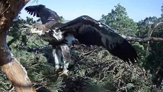 Kaljukotkas~What a big Girl! Wing flapping, jumps & stretching by Margit ~