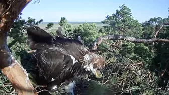 Kaljukotkas~What a big Girl! Wing flapping, jumps & stretching by Margit ~