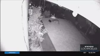 Coyote leaps over fence to attack dog in a Huntington Beach backyard