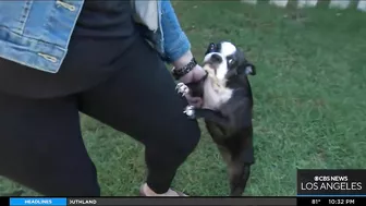 Coyote leaps over fence to attack dog in a Huntington Beach backyard