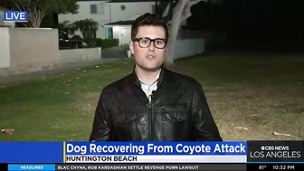 Coyote leaps over fence to attack dog in a Huntington Beach backyard