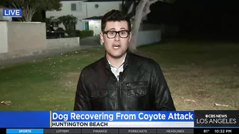 Coyote leaps over fence to attack dog in a Huntington Beach backyard