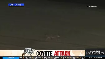 Coyote leaps over fence to attack dog in a Huntington Beach backyard