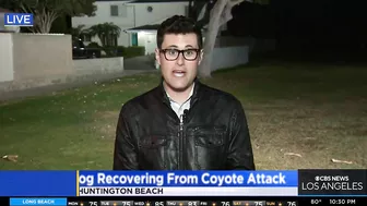 Coyote leaps over fence to attack dog in a Huntington Beach backyard