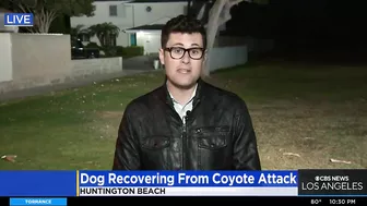 Coyote leaps over fence to attack dog in a Huntington Beach backyard