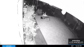 Coyote leaps over fence to attack dog in a Huntington Beach backyard