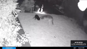 Coyote leaps over fence to attack dog in a Huntington Beach backyard