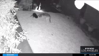 Coyote leaps over fence to attack dog in a Huntington Beach backyard