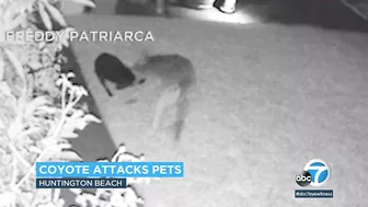 Coyote attacks beloved pet dog in Huntington Beach | ABC7