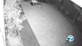 Coyote attacks beloved pet dog in Huntington Beach | ABC7