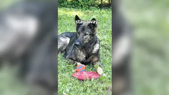 German Shepherd Compilation