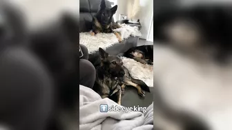 German Shepherd Compilation