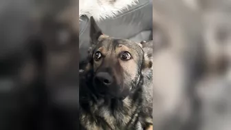 German Shepherd Compilation