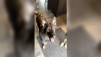 German Shepherd Compilation