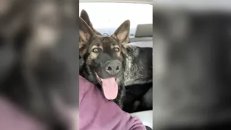 German Shepherd Compilation