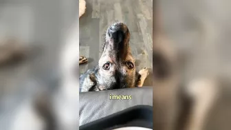 German Shepherd Compilation