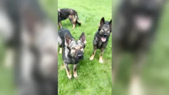 German Shepherd Compilation