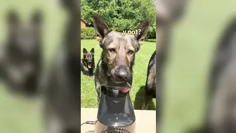 German Shepherd Compilation