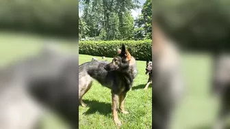 German Shepherd Compilation