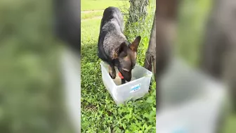 German Shepherd Compilation