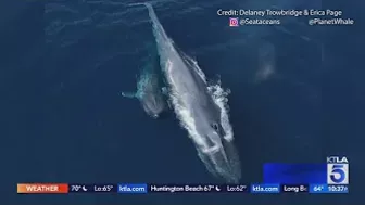 Blue whales put on a show off Long Beach