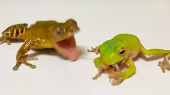 Life is what you make it ???? Tree frog,（Rookie）mustard, Japanese stream toad