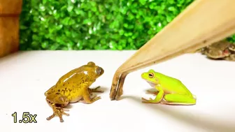 Life is what you make it ???? Tree frog,（Rookie）mustard, Japanese stream toad