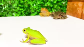 Life is what you make it ???? Tree frog,（Rookie）mustard, Japanese stream toad