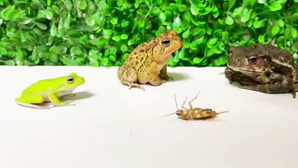 Life is what you make it ???? Tree frog,（Rookie）mustard, Japanese stream toad