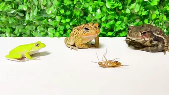 Life is what you make it ???? Tree frog,（Rookie）mustard, Japanese stream toad