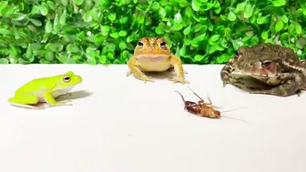 Life is what you make it ???? Tree frog,（Rookie）mustard, Japanese stream toad