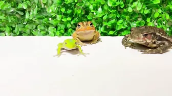 Life is what you make it ???? Tree frog,（Rookie）mustard, Japanese stream toad