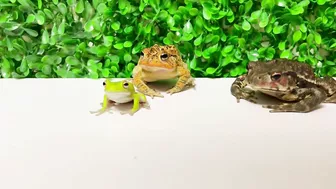 Life is what you make it ???? Tree frog,（Rookie）mustard, Japanese stream toad