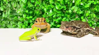 Life is what you make it ???? Tree frog,（Rookie）mustard, Japanese stream toad