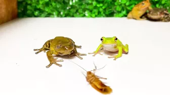 Life is what you make it ???? Tree frog,（Rookie）mustard, Japanese stream toad