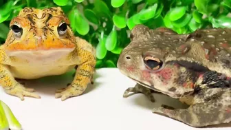 Life is what you make it ???? Tree frog,（Rookie）mustard, Japanese stream toad