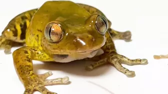 Life is what you make it ???? Tree frog,（Rookie）mustard, Japanese stream toad