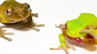 Life is what you make it ???? Tree frog,（Rookie）mustard, Japanese stream toad