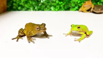 Life is what you make it ???? Tree frog,（Rookie）mustard, Japanese stream toad